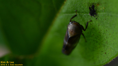 Drabescus conspicuus