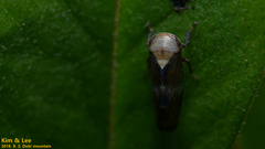 Drabescus conspicuus