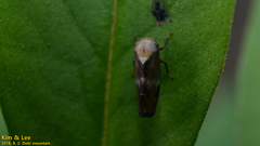 Drabescus conspicuus