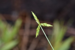 Cyperus grayioides