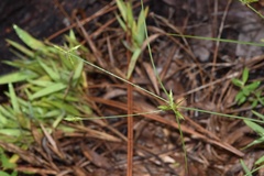 Cyperus grayioides