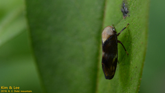 Drabescus conspicuus