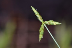 Cyperus grayioides
