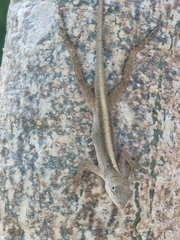 Anolis sagrei