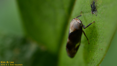 Drabescus conspicuus