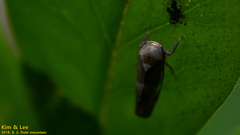 Drabescus conspicuus