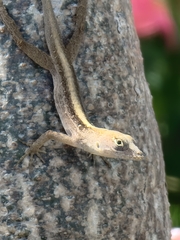 Anolis sagrei