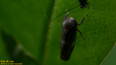 Drabescus conspicuus