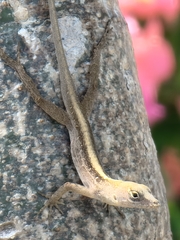 Anolis sagrei