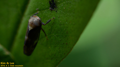 Drabescus conspicuus