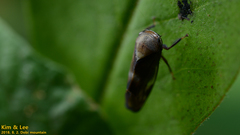 Drabescus conspicuus