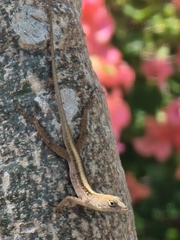 Anolis sagrei