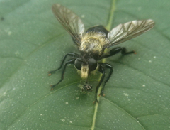 Laphria divisor