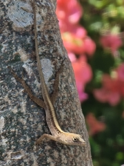Anolis sagrei