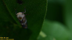 Drabescus conspicuus