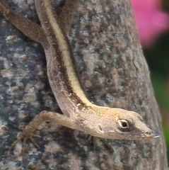 Anolis sagrei