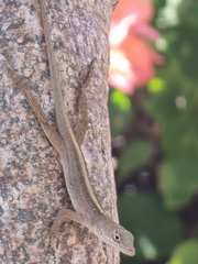 Anolis sagrei