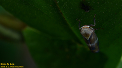 Drabescus conspicuus