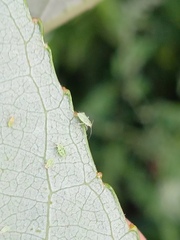 Aphididae