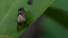 Drabescus conspicuus