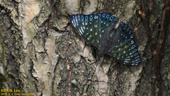 Dichorragia nesimachus