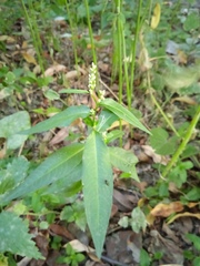 Persicaria maculosa
