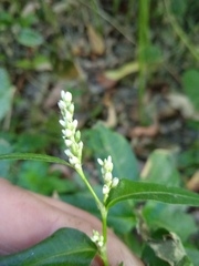 Persicaria maculosa
