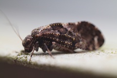 Nimbopsocus