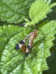 Panorpa japonica