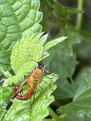 Panorpa japonica