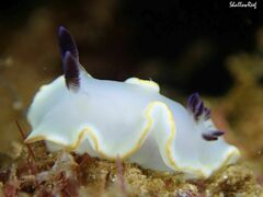 Ardeadoris scottjohnsoni