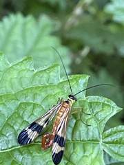 Panorpa japonica