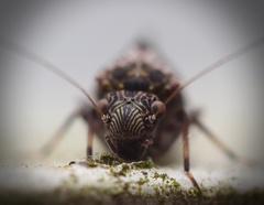 Nimbopsocus