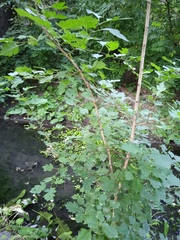 Crataegus chlorocarpa