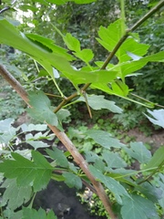 Crataegus chlorocarpa