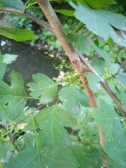 Crataegus chlorocarpa