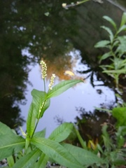 Persicaria maculosa