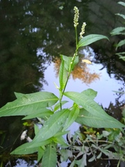 Persicaria maculosa