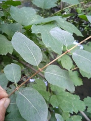 Lonicera tatarica