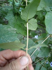 Lonicera tatarica