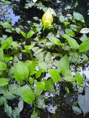 Alisma plantago-aquatica