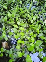 Alisma plantago-aquatica