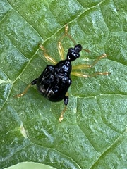 Phymatapoderus