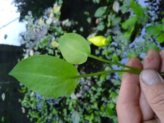 Alisma plantago-aquatica