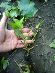 Alisma plantago-aquatica