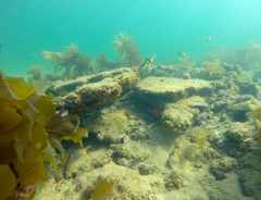 Meuschenia flavolineata