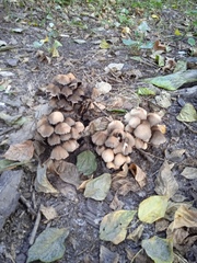 Coprinellus