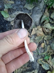 Coprinellus