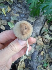 Coprinellus