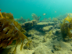 Meuschenia flavolineata